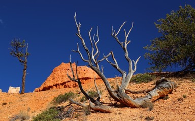 Bryce Canyon Utha USA