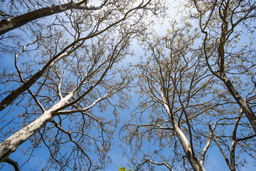 Branches of a tree with young leaves against a blue sky in a city park on a sunny spring afternoon
