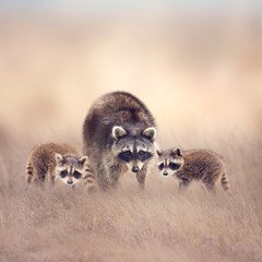 Raccoon family in the grassland