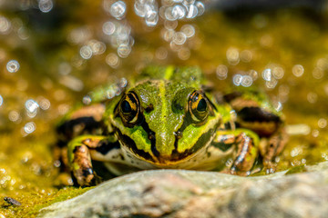 Rana esculenta-  common water frog sunbathing on a stone in a lake