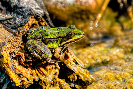 Rana esculenta-  common water frog sunbathing on a stone in a lake