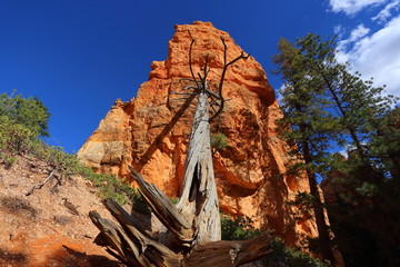 Bryce Canyon Utha USA