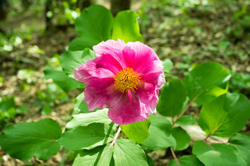 Pink simple peony "Maryin root" (Paeonia anomala) blooms in the garden