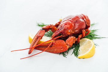 red lobster with lemon slices and green herbs on white background