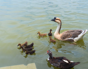 the goose and the duck the female with her ducklings swim in the pond, together
