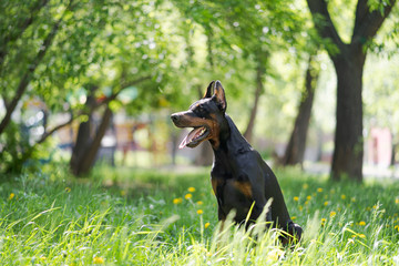 Doberman posing in a city park