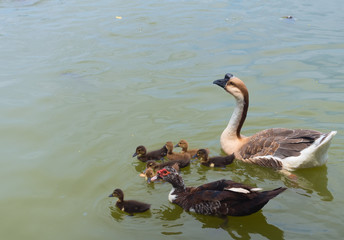 poultry, goose and duck with offspring swim in the pond