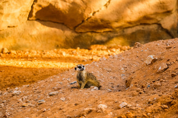 Meerkat (Surikate) found in Dubai Safari Zoo, United Arab Emirates