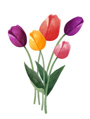 Watercolor hand painted tulips bouquet. Colorful tulips on white background. Botanical illustration.