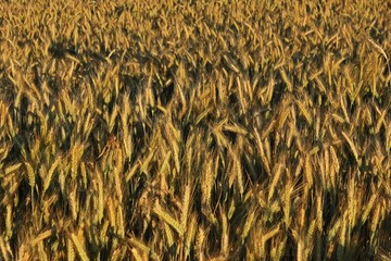 Gerstenfeld im Sommer
