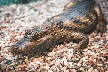 The spectacled caiman (Caiman crocodilus chiapasius) closeup portrait