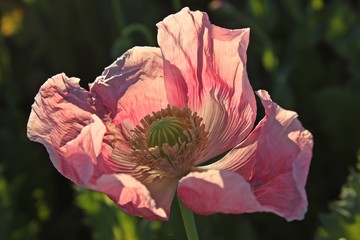 Schlafmohnblüte (Papaver somniferum) in Germerode am Meißner