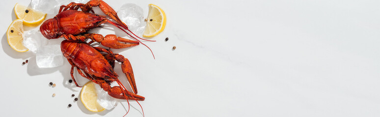 panoramic shot of red lobsters, peppers, lemon slices and ice cubes on white background
