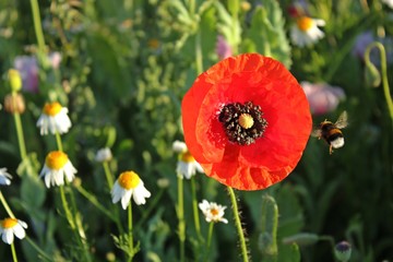 Klatschmohn mit Erdhummel