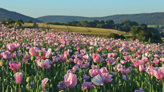 Schlafmohnbl&uuml;te (Papaver somniferum) in Germerode