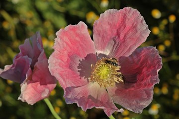Schlafmohnblüte (Papaver somniferum) mit Schwebfliege in Germerode am Meißner