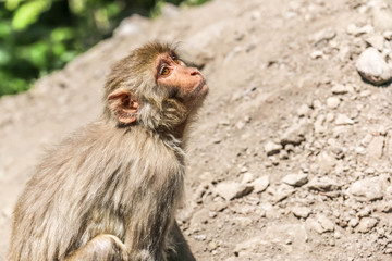 Snow Monkey between mountains 