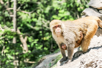 Naklejka premium Snow Monkey between mountains 