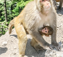 Snow Monkey between mountains 