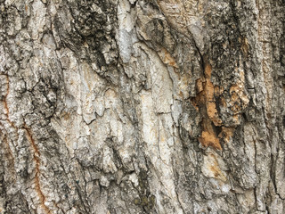 Tree brown bark texture