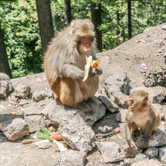 Naklejka premium Snow Monkey between mountains 