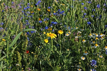 Saat-Wucherblume (Glebionis segetum) mit Kornblumen und Kamille