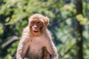 Snow Monkey between mountains 