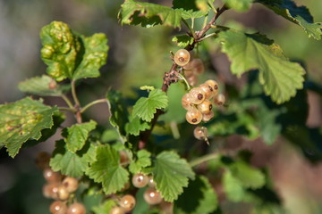Beeren