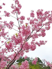 Obraz premium Sakura Flower Background in Japan