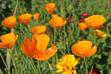 Obraz premium Kalifornischer Mohn (Eschscholzia californica)