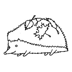 Hedgehog in autumn leaves. Monochrome sketch, hand drawing. Black outline on white background. Vector illustration