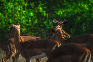 Impalas im Liwonde Nationalpark