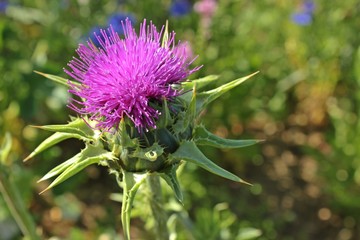 Blüte der Mariendistel (Silybum marianum)