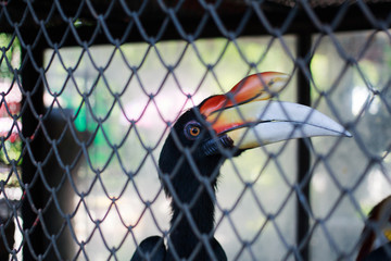 Hornbills Bucerotidae, Phuket Province, Thailand