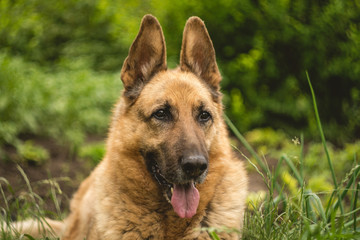 portrait of domestic dog German shepherd breed. joyful german shepherd in nature.