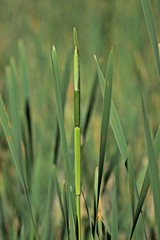 Bl&uuml;hender Breitbl&auml;ttriger Rohrkolben (Typha latifolia)