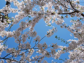 Sakura Flower Background in Japan