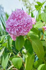 Pink and lilac Hydrangea flower (Hydrangea macrophylla)  blooming in spring and summer in a garden. Hydrangea macrophylla - Beautiful bush of hortensia flowers