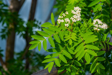 green leaves in spring