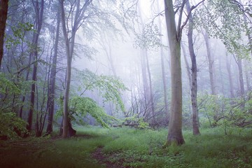 Fototapeta premium morning in the forest