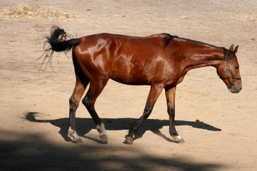 Brown horse isolated walking in the sand