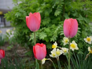 Beauty Fresh Tulip Flower in the Garden