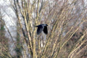 A flying jackdaw early spring
