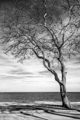 Peel and stick wall murals Black and white Stunning black and white image of a lonely tree at sea shore