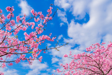 静岡県賀茂郡河津町　河津桜　河津桜まつり