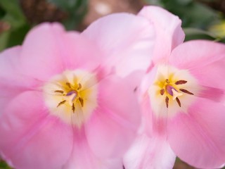 Obraz premium Beauty Fresh Tulip Flower in the Garden