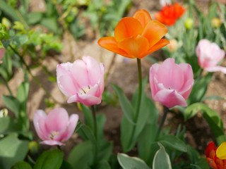 tulips in the garden