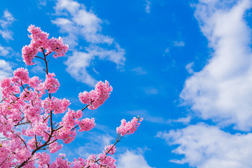 静岡県賀茂郡河津町　河津桜　河津桜まつり