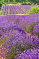 Fototapeta na wymiar French lavender field