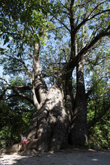 Fototapeta premium Jardim do Baobá
